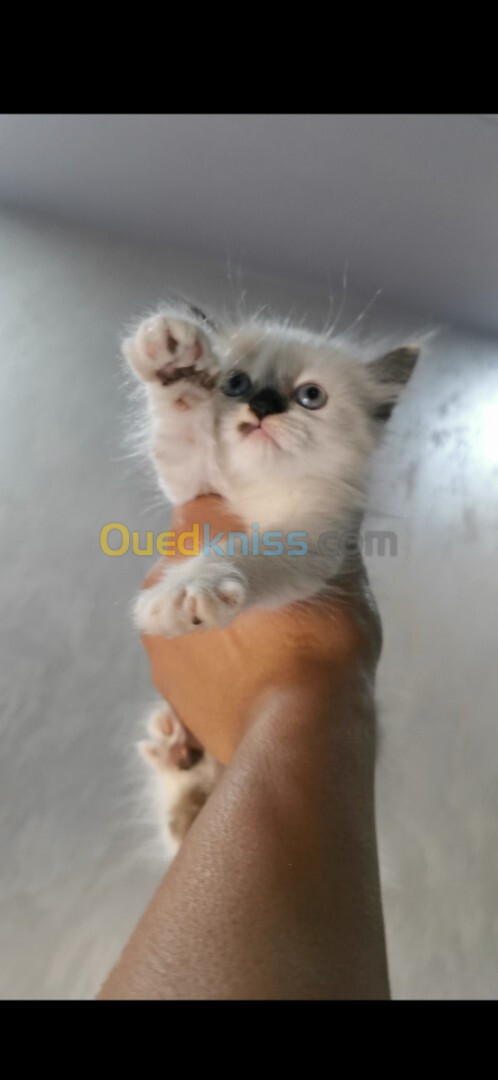 Chats a vendre 