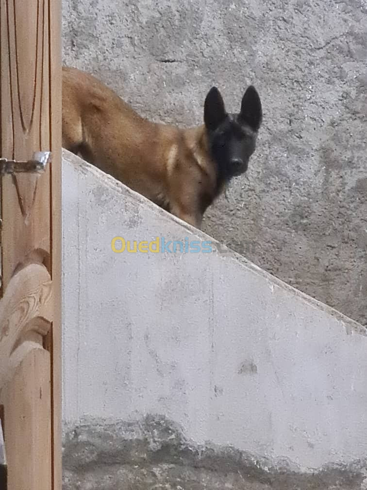 Femelle malinois 8 mois