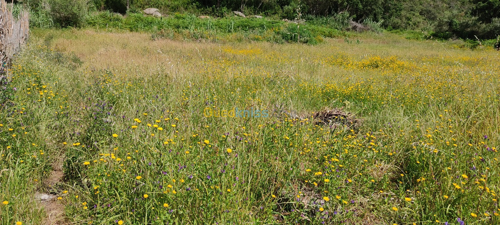 Vente Terrain Jijel Jijel