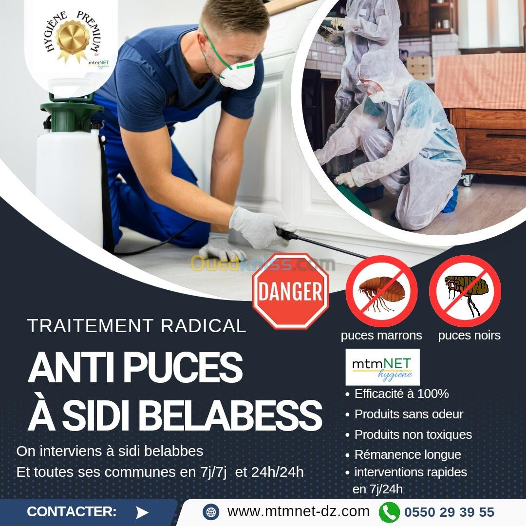 Traitement radical anti puces à sidi belabess 