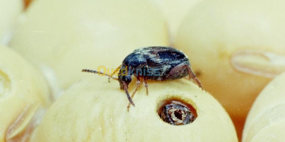 Fumigation des céréales stockées avec actellic 