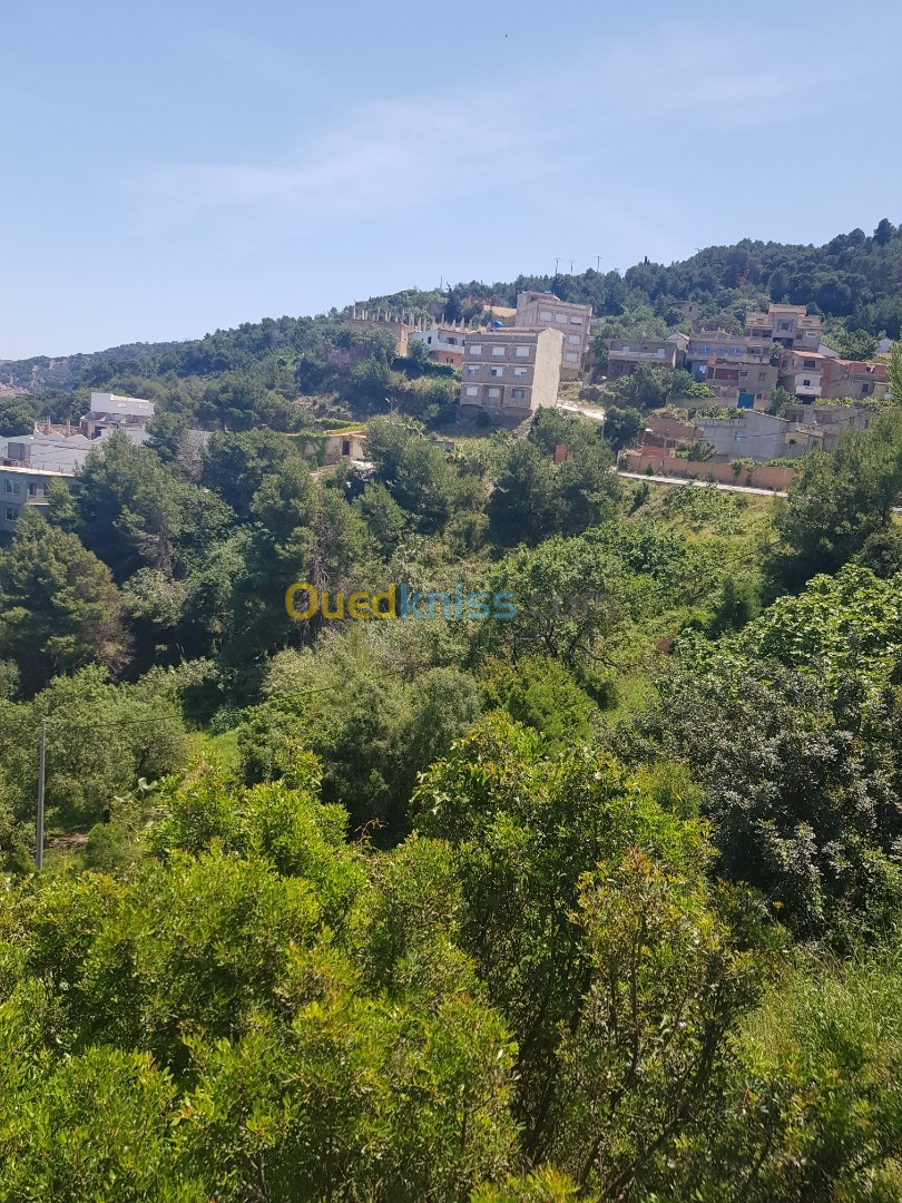 Vente Terrain Tipaza Larhat