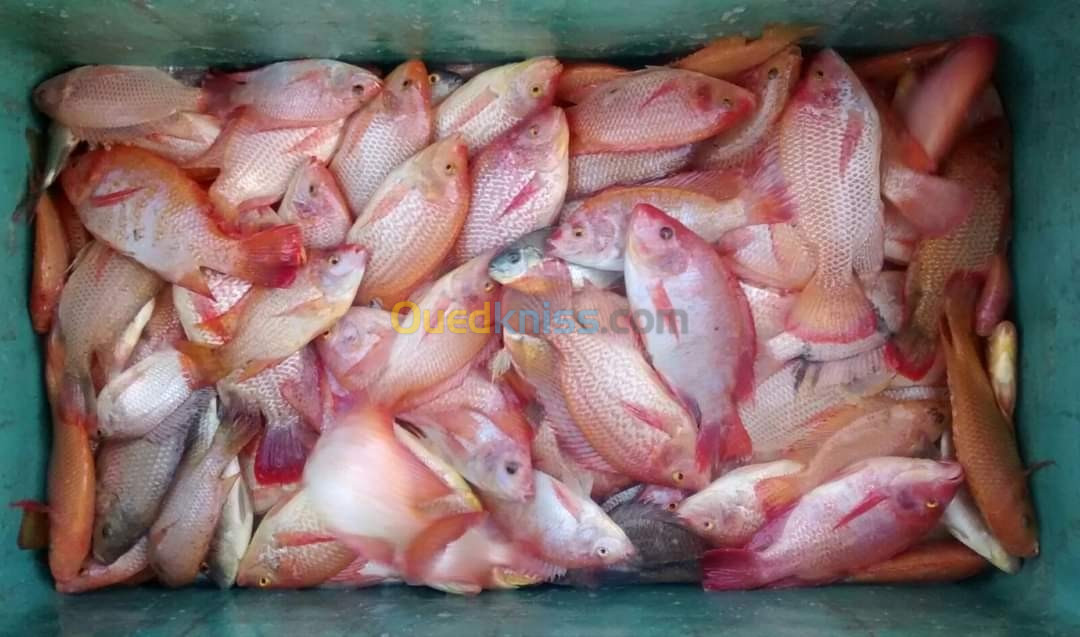 Géniteurs tilapia rouge 