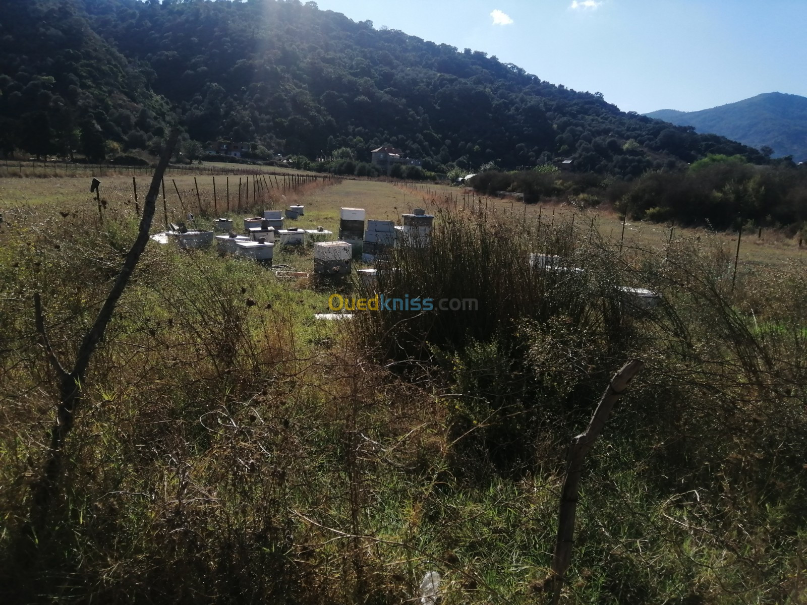 Vente Terrain Jijel Djemaa beni habibi