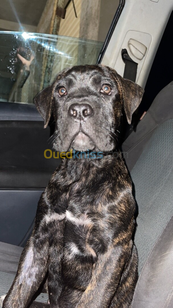 Cane corso