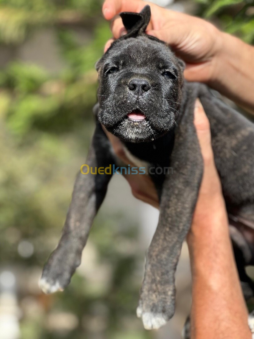 Cane corso 