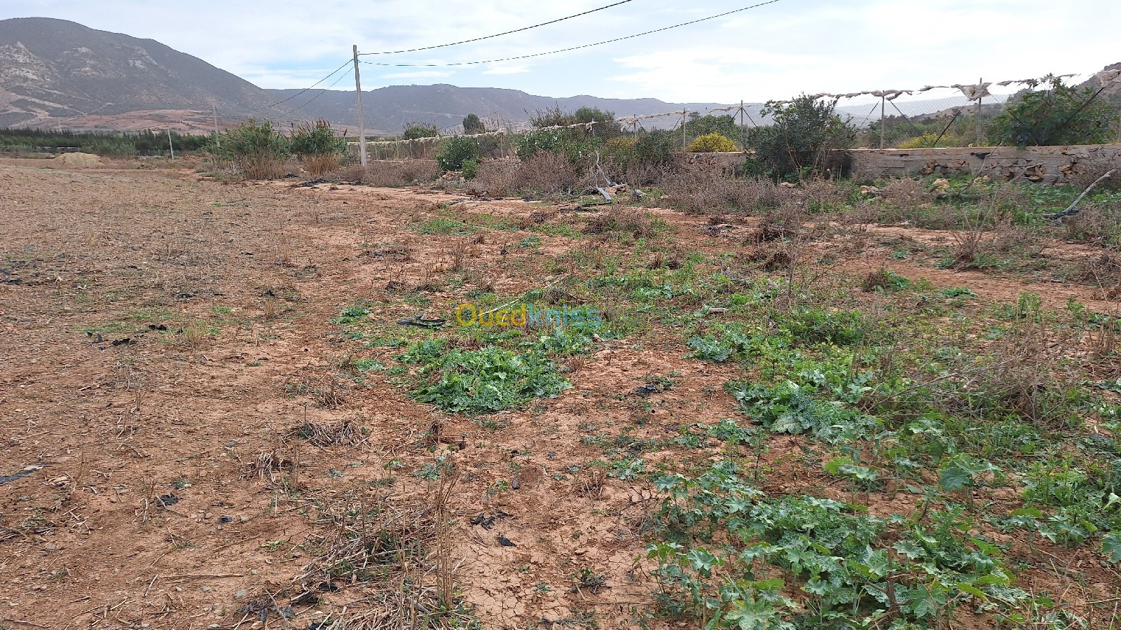 Vente Terrain Agricole Oran El ançor