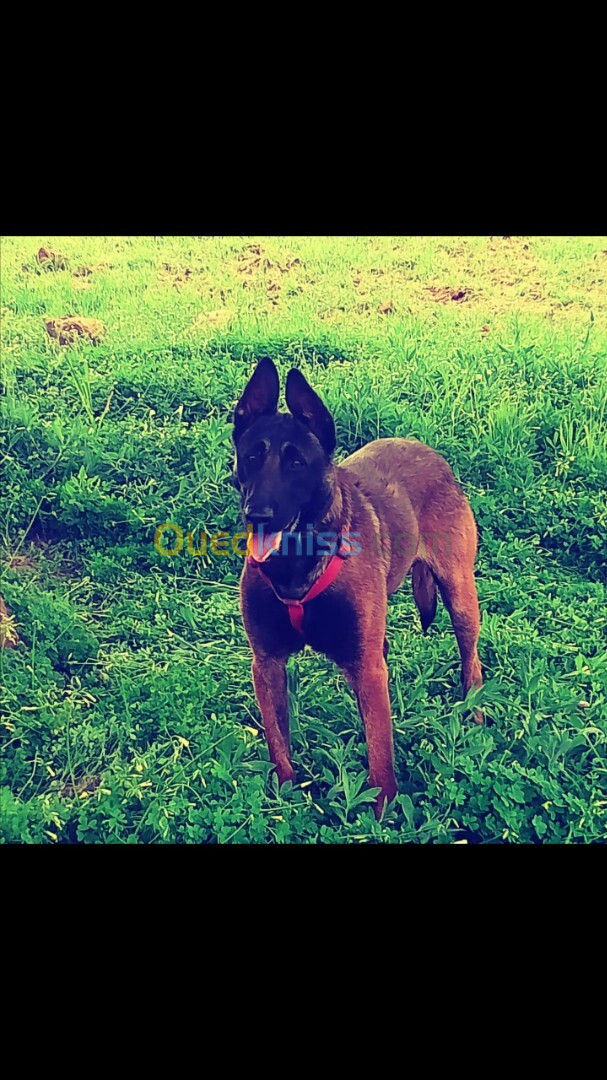 Malinois charbonné 