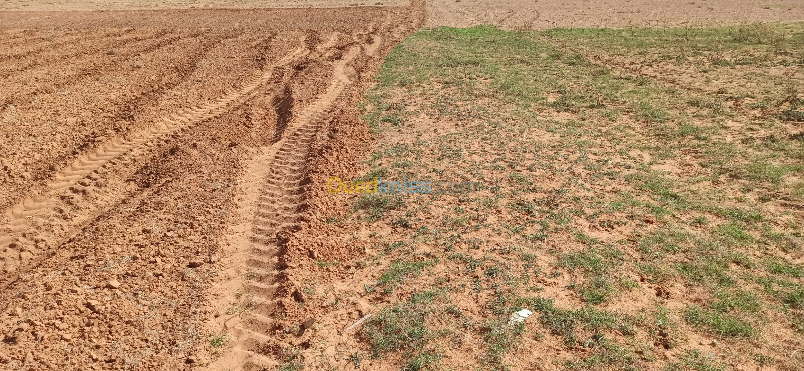 Vente Terrain Agricole Djelfa Ain oussara