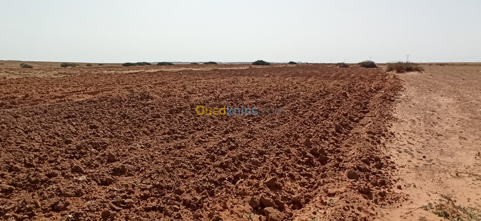 Vente Terrain Agricole Djelfa Ain oussara