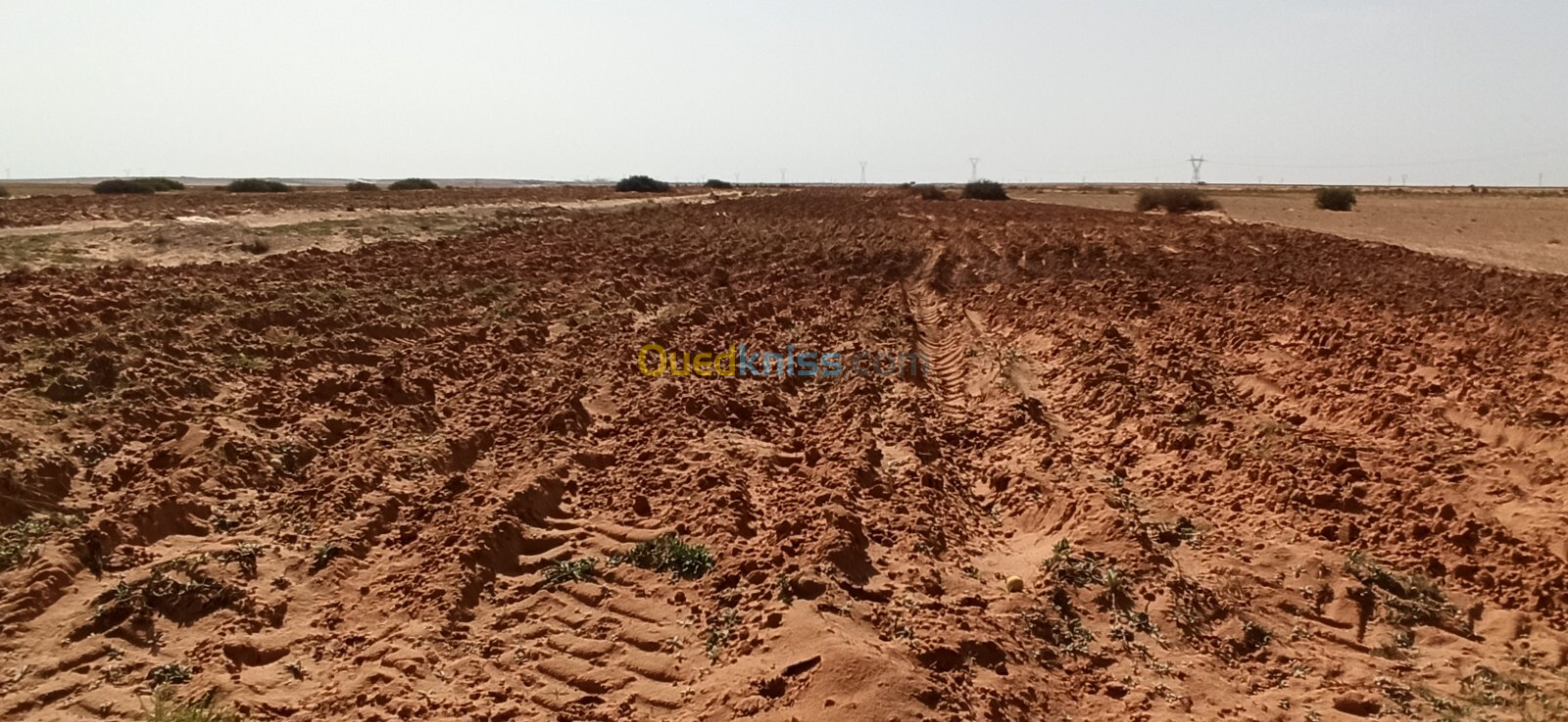 Vente Terrain Agricole Djelfa Ain oussara