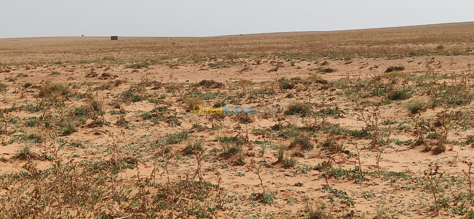 Vente Terrain Agricole Djelfa Ain oussara