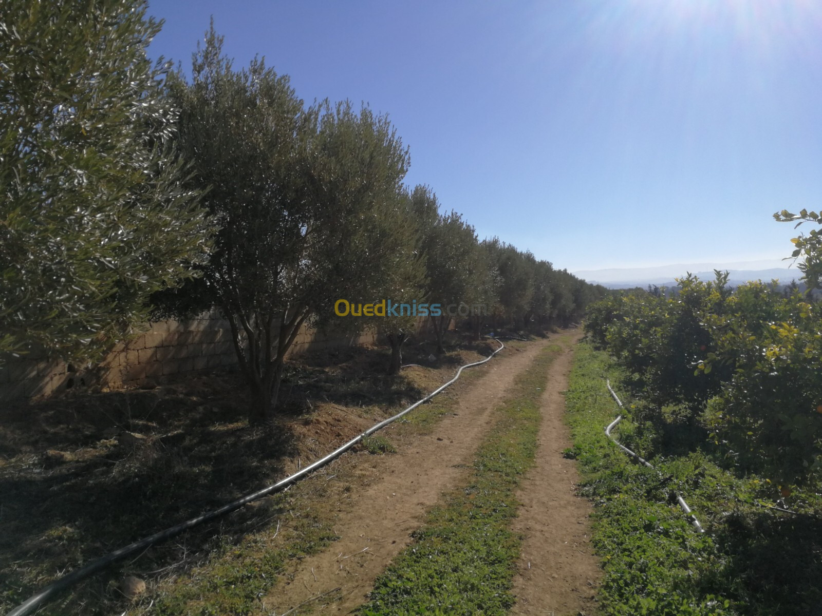 Vente Terrain Agricole Tlemcen Hennaya