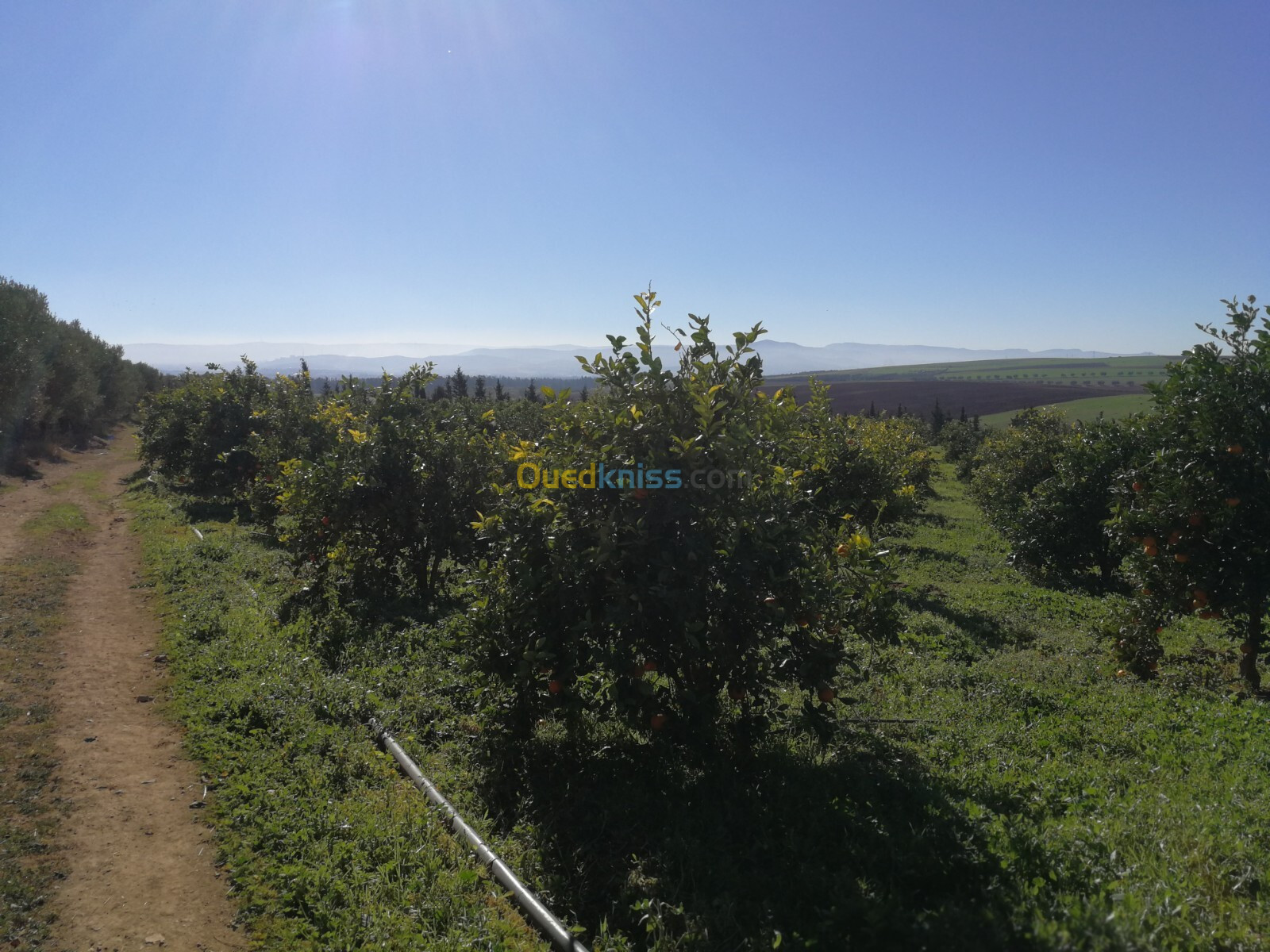 Vente Terrain Agricole Tlemcen Hennaya