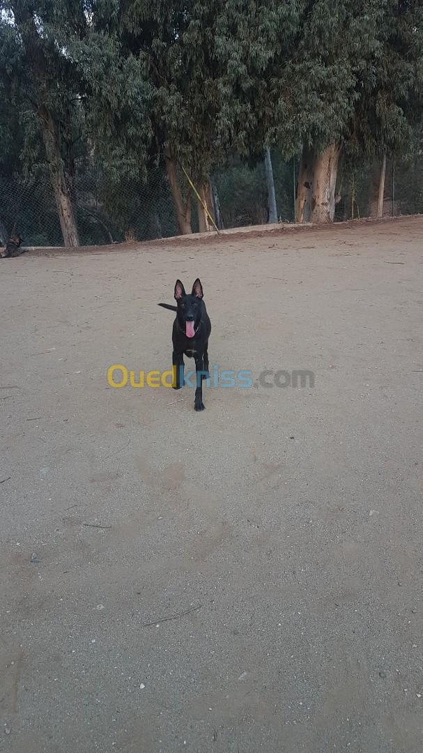 une femelle malinois le Mexicain à vendre pour l'élevage top à vendre avec ses chiots