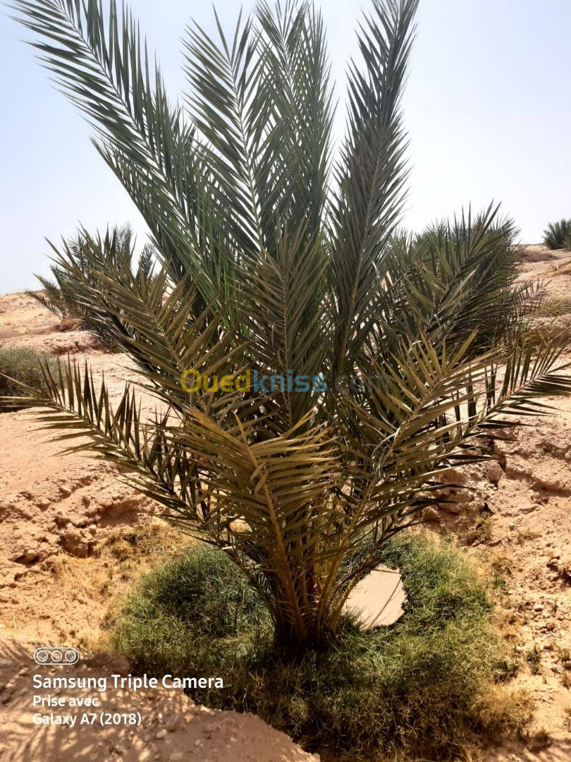 Vente Terrain Agricole Biskra El ghrous