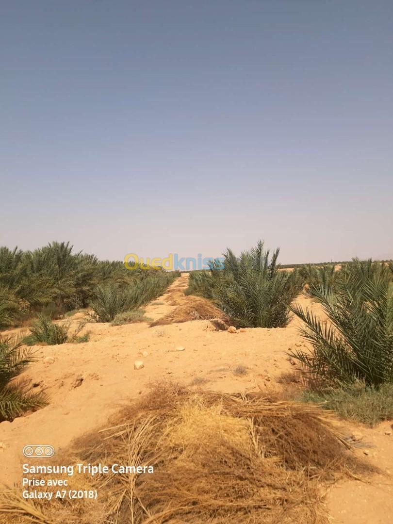 Vente Terrain Agricole Biskra El ghrous