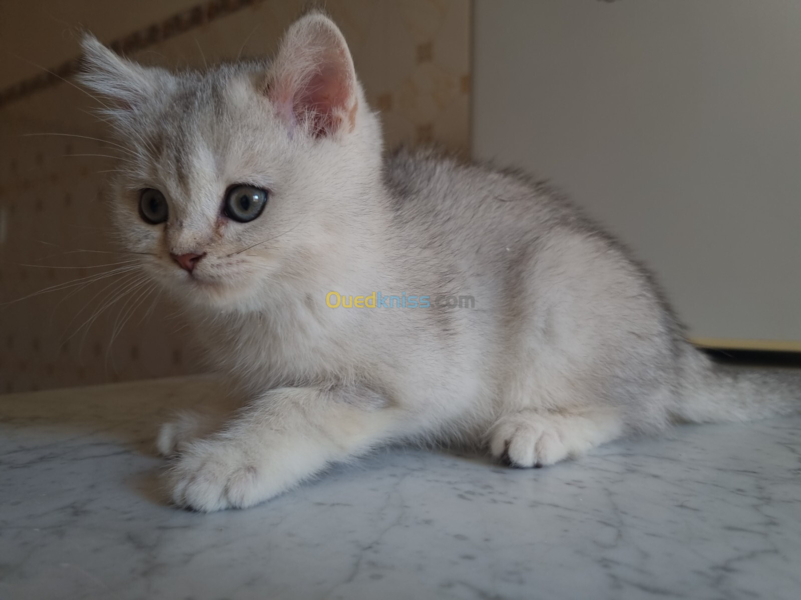 Chatons scottish et british shorthair pure race