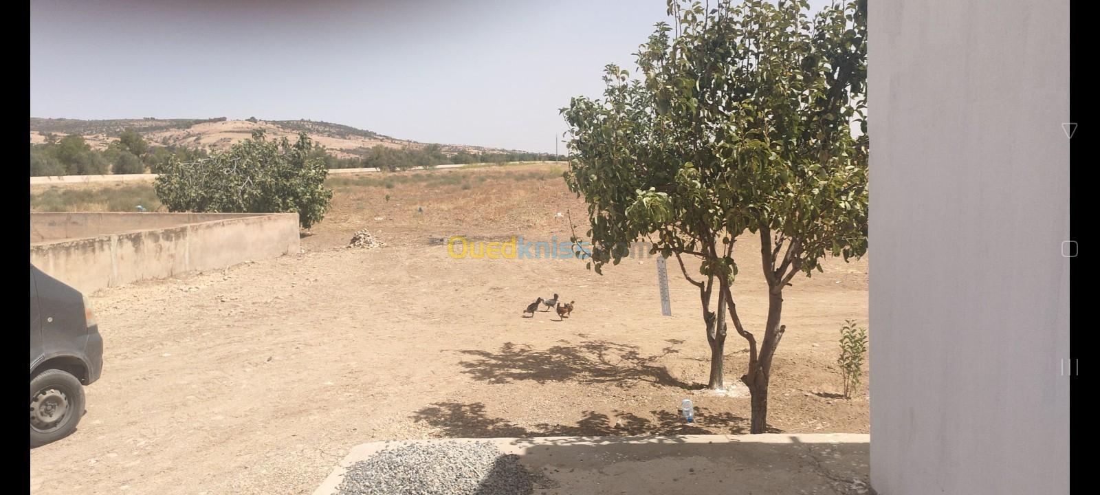 Vente Terrain Agricole Sidi bel abbes Sfissef