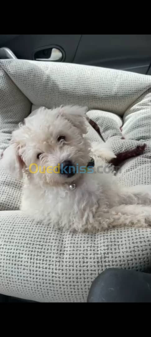 Mâle caniche bichon maltais et havanais âgée de 3 mois 