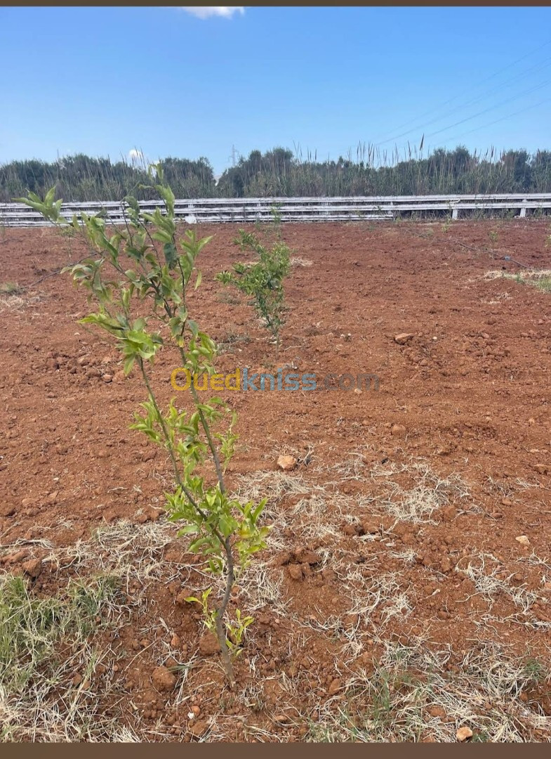 Vente Terrain Agricole Oran Sidi chami