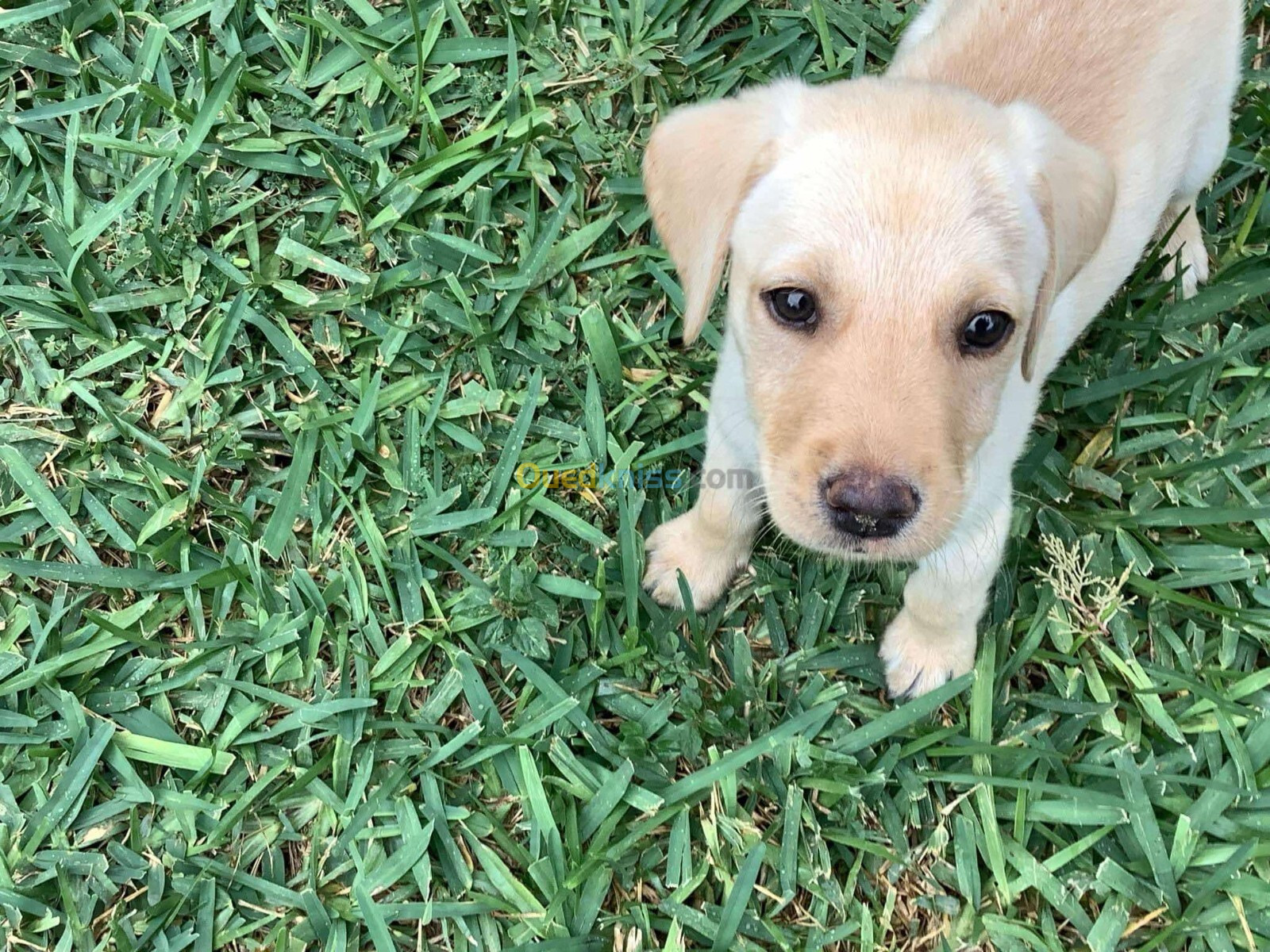 Labrador retriever 