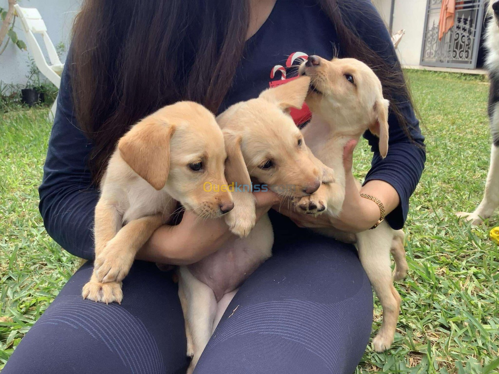 Labrador retriever 