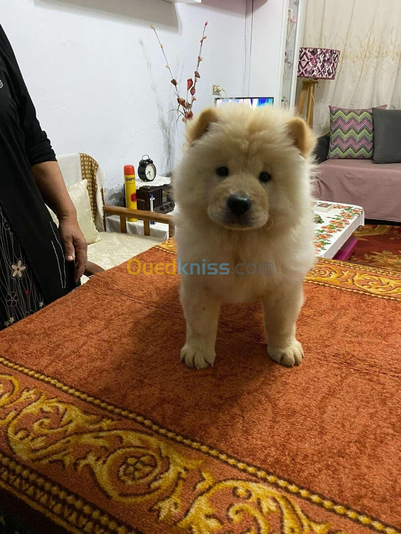 Chow chow