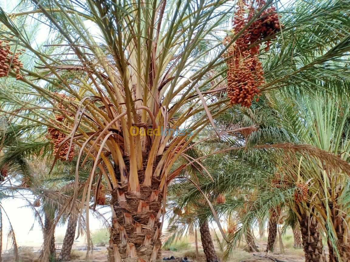 Vente Terrain Biskra Sidi okba