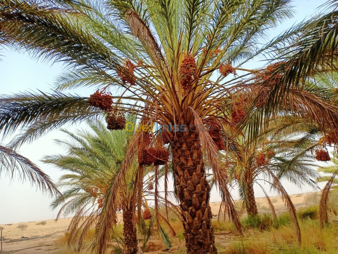 Vente Terrain Biskra Sidi okba