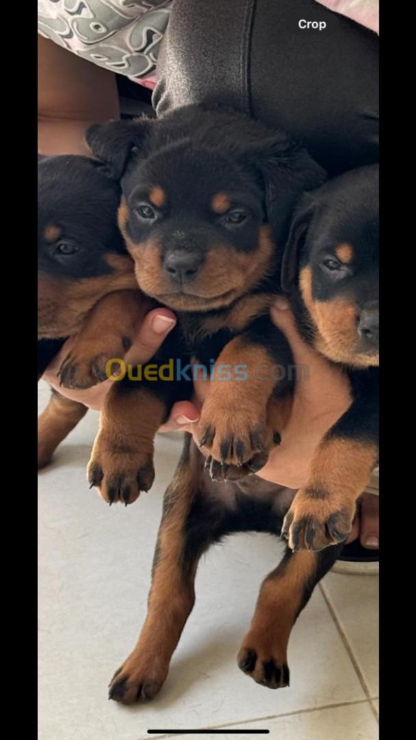 Chiots Rottweiler 