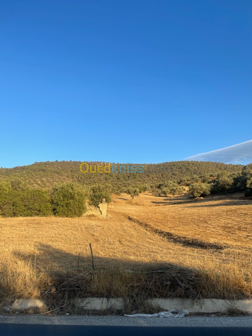 Vente Terrain Béjaïa Seddouk