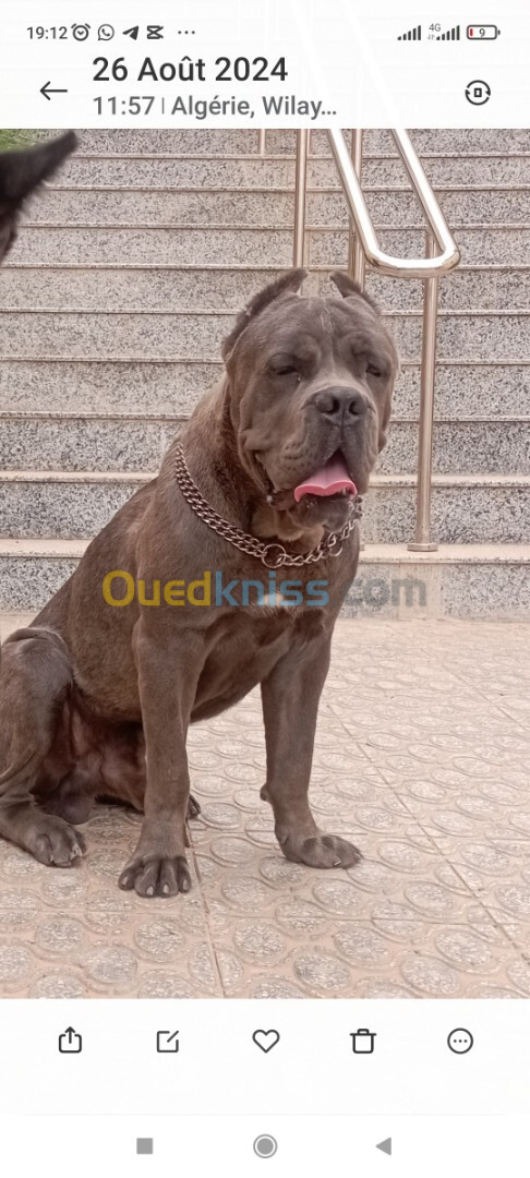 Chien Cane corso a vendre 