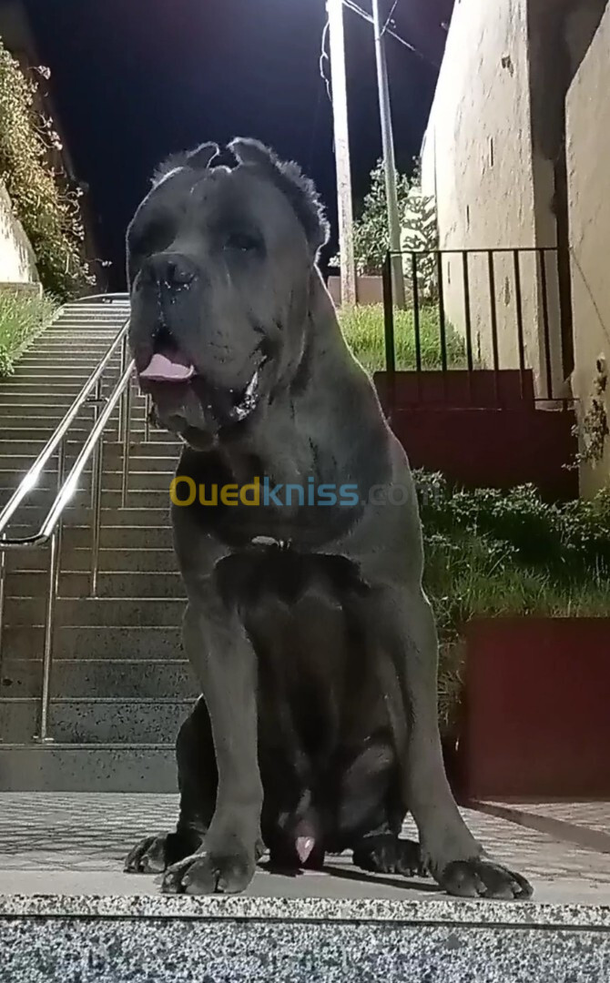 Chien Cane corso a vendre 