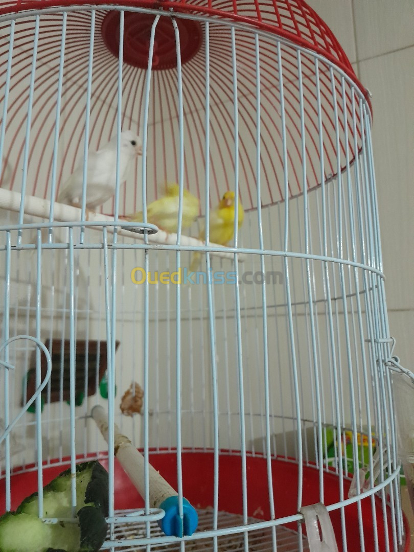 Canari