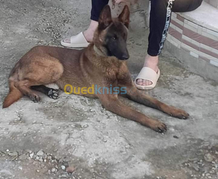 Malinois Masque noir كلب مالينو 