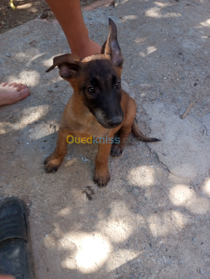 Vente de petit chien malinois charbonné 