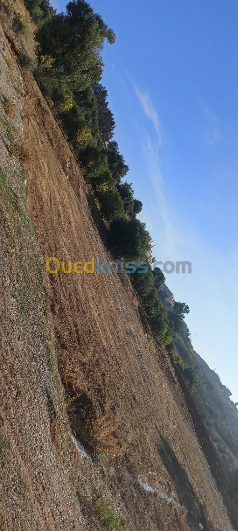 Vente Terrain Boumerdès El kharrouba