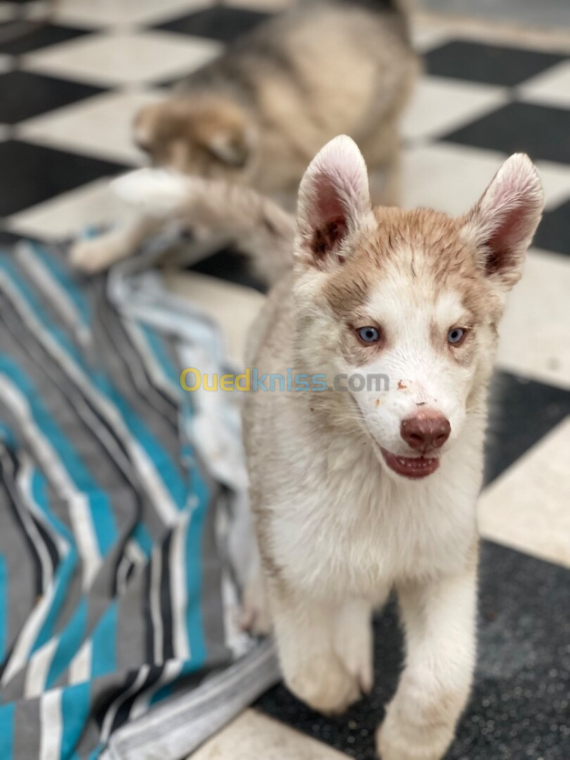 Husky sibérien 