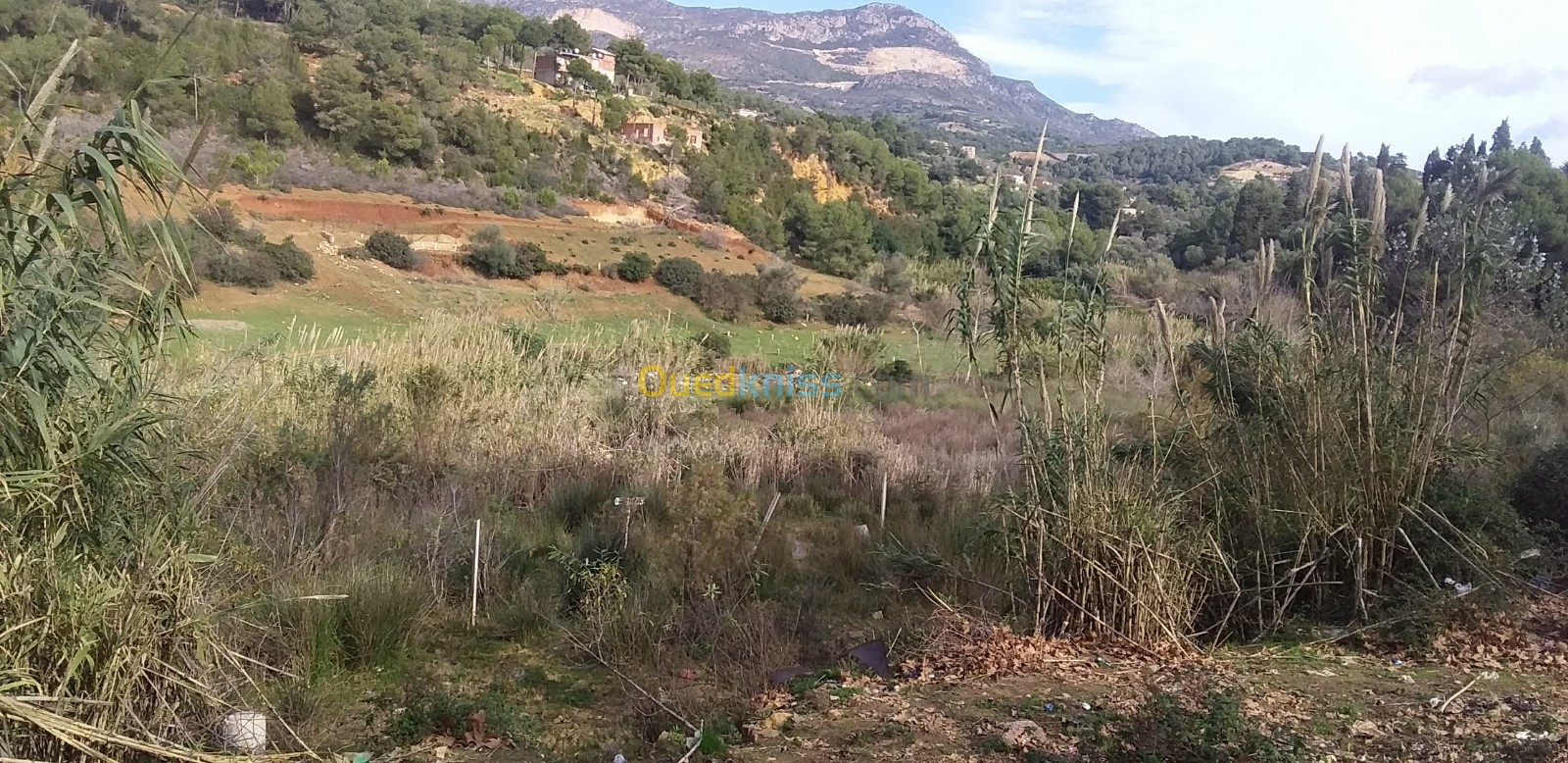 Vente Terrain Tipaza Nador