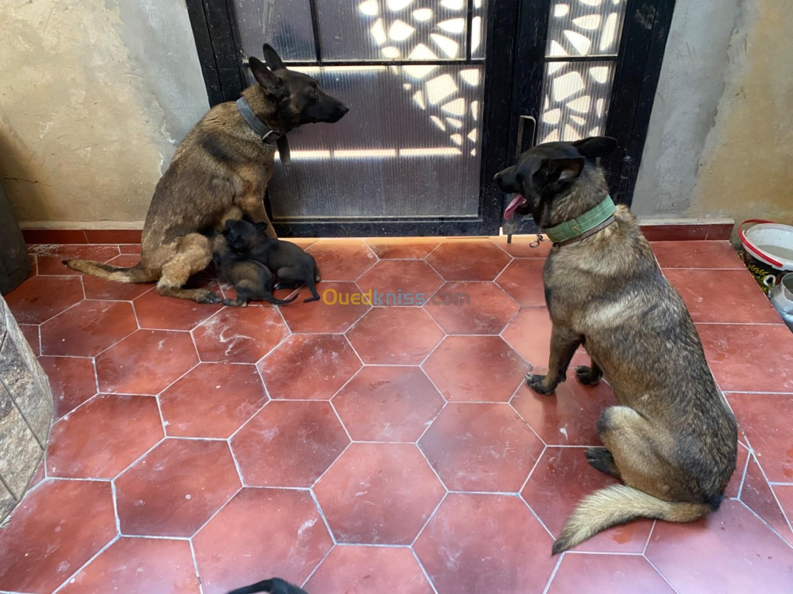 Malinois chiots