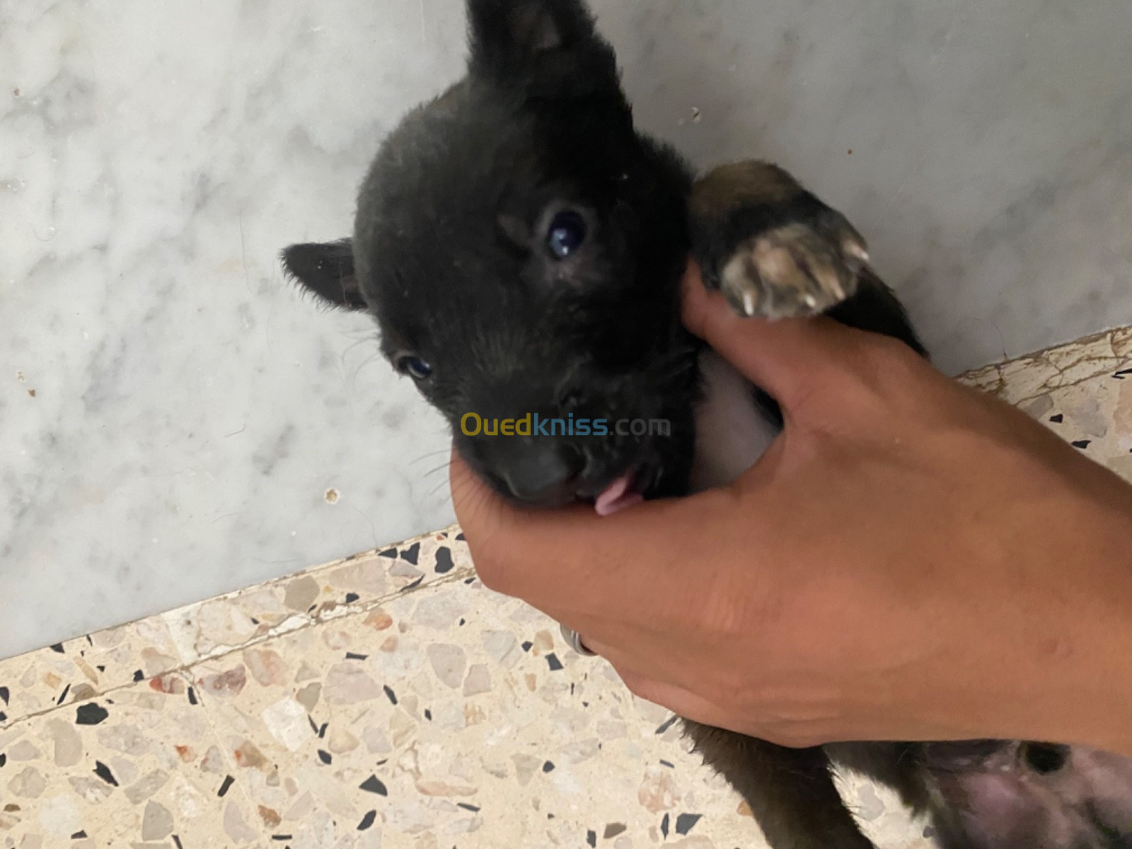 Malinois charbonnier chiot