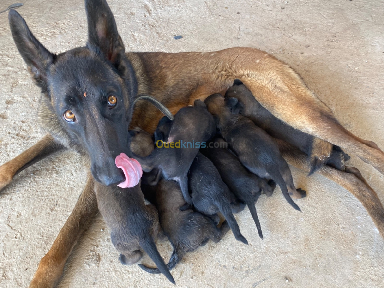 Malinois charbonnier chiot