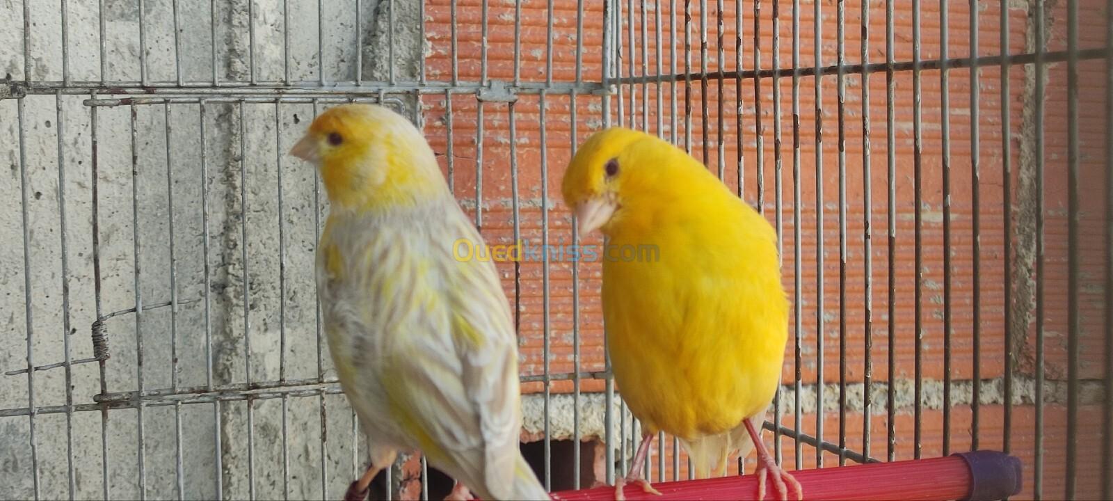 Canaris de race