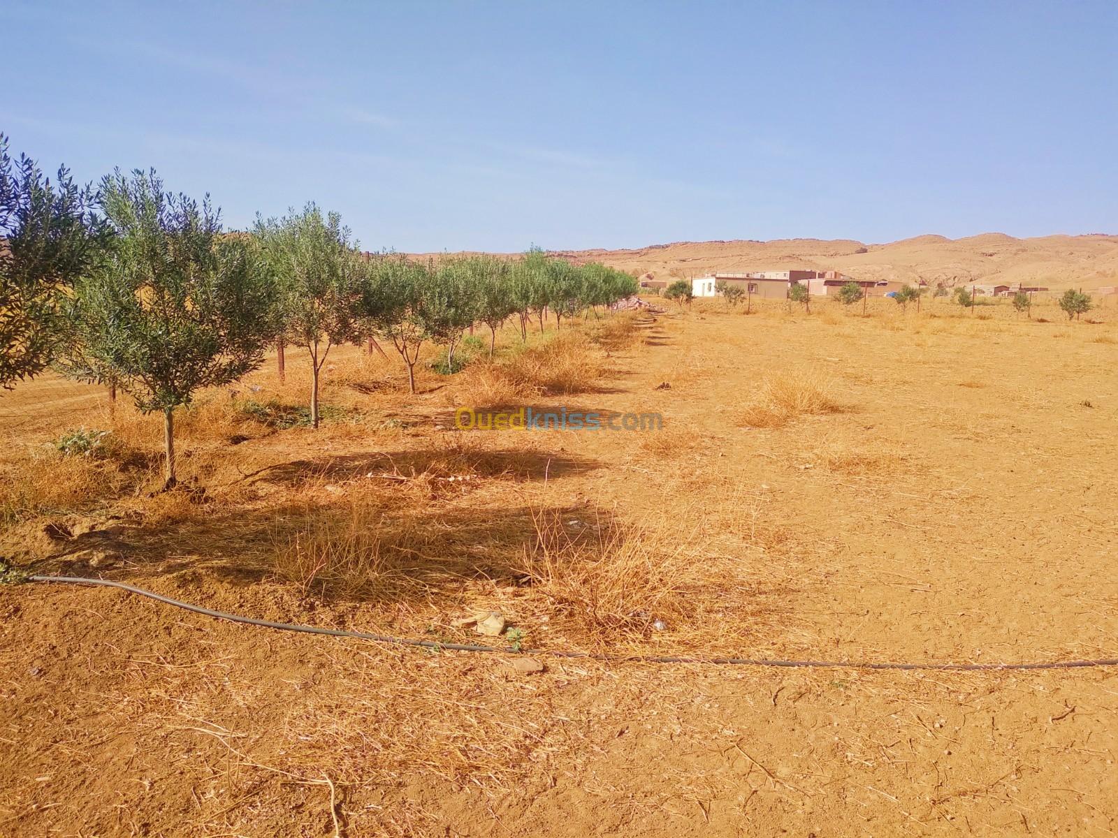 Vente Terrain Médéa Ksar boukhari