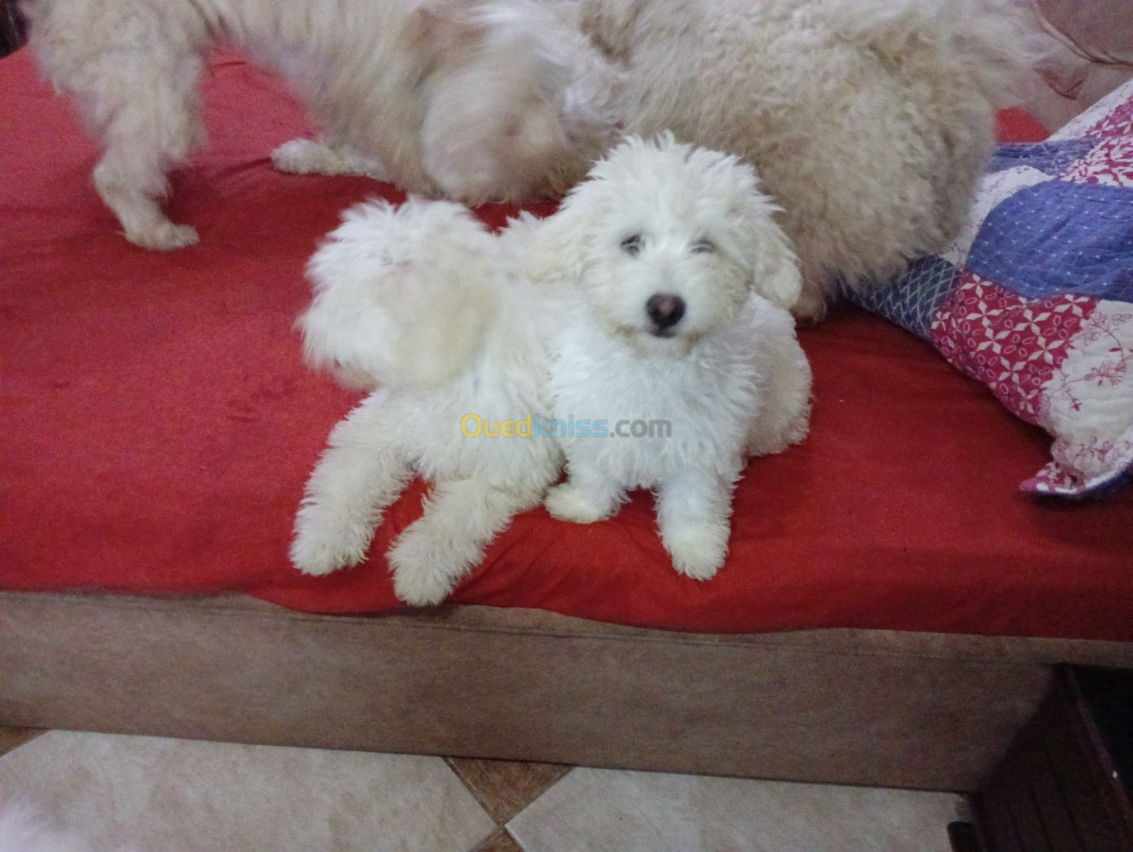 Caniche bichon Maltais de Race pure 