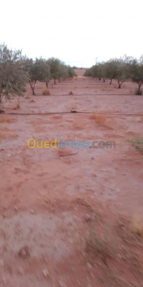 Vente Terrain Agricole Djelfa Ain oussara