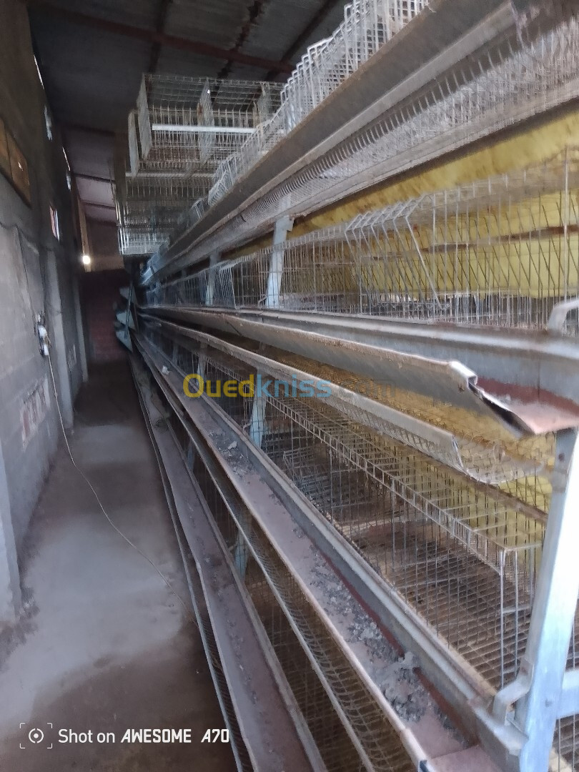 poules pondeuse capacité 4200 oeufs