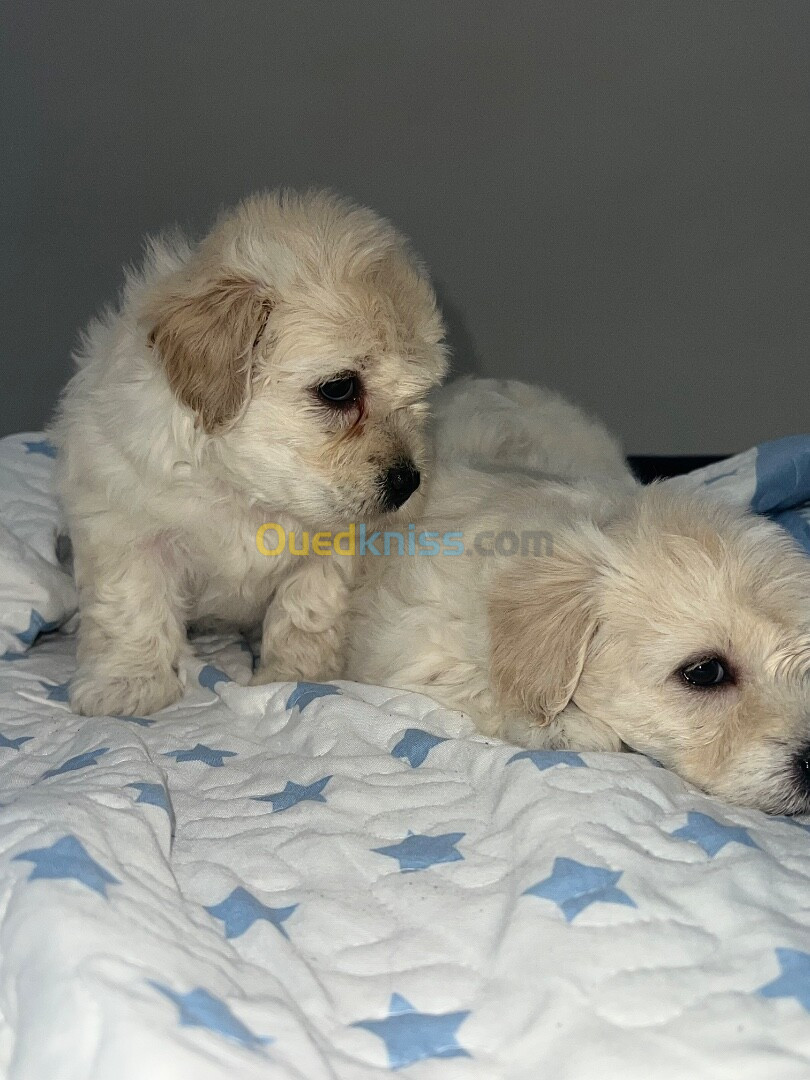 Caniche bichon maltais nais pure race 