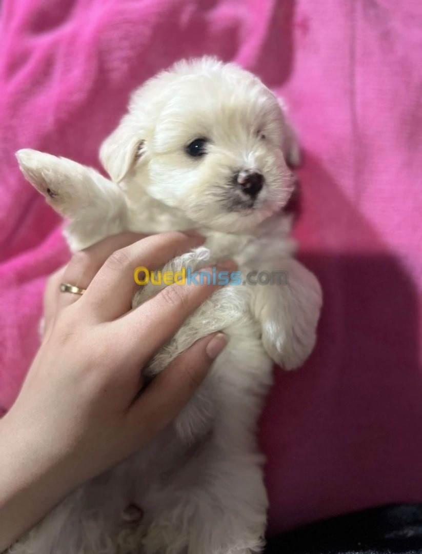 Caniche bichon maltais pure race